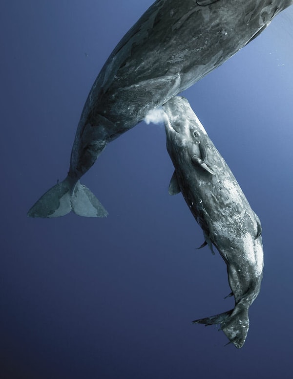 10. Водная жизнь, финалист: «Частный момент кормления молоком» Эмик Коростелев, Индийский океан