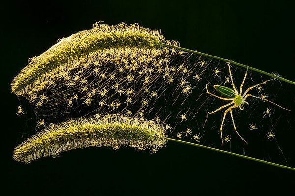 15. Наземная дикая природа, финалист: «Microspur1» Лунг-Цай Ванга, Неуказанные горы, Тайвань
