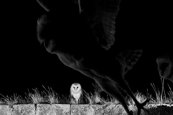 16. Крылатая жизнь, финалист: «Этапы жизни» Экурта Бертелса, Никосия, Кипр