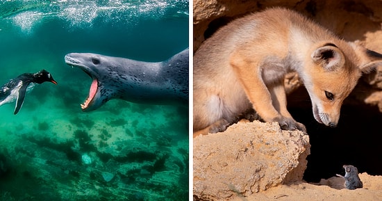 Конкурс фотографий BigPicture Natural World 2021 обьявил 20 лучших снимков матери-природы