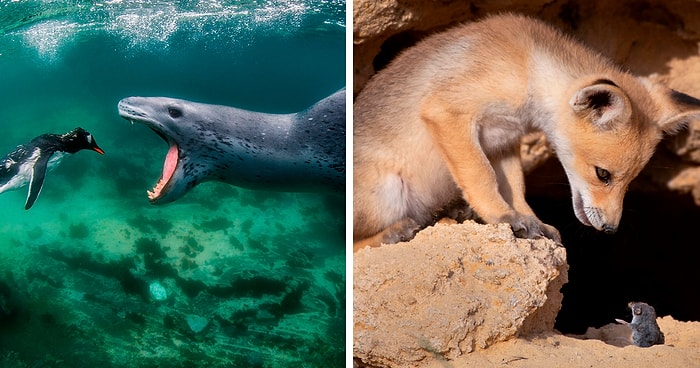 Конкурс фотографий BigPicture Natural World 2021 обьявил 20 лучших снимков матери-природы