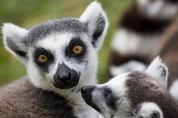 3. Madagaskar yaban hayatının %90'ı endemiktir ve başka hiçbir yerde bulunmaz.