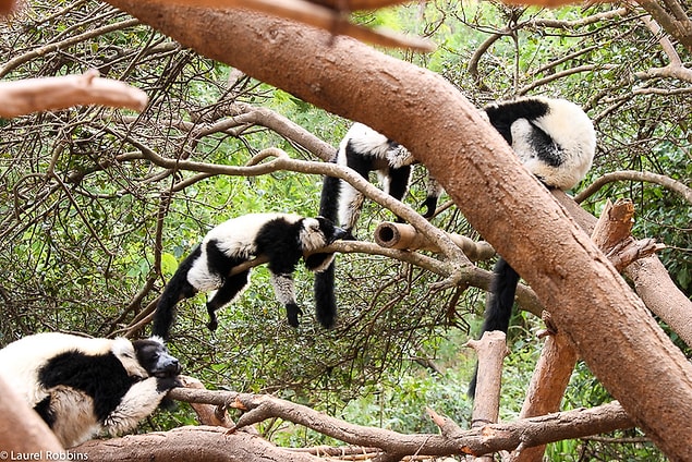 11. Fransızlar Madagaskar'ı ziyaret etmeyi oldukça sever.
