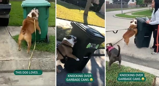 En Büyük Hobisi Çöp Kovası Devirmek Olan Rahatsız Köpek