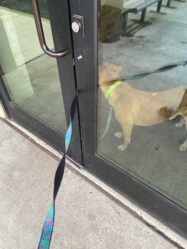 12. "Apartman kapısının anahtarını içeride unuttum, köpeğim daha çıkmadan kapının kapandığını fark ettim. Ne yapacağımı hala bilmiyorum."