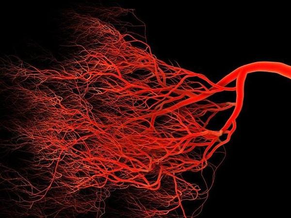 19. Vücutta bulunan kan damarları 100.000 kilometreden daha uzundur.