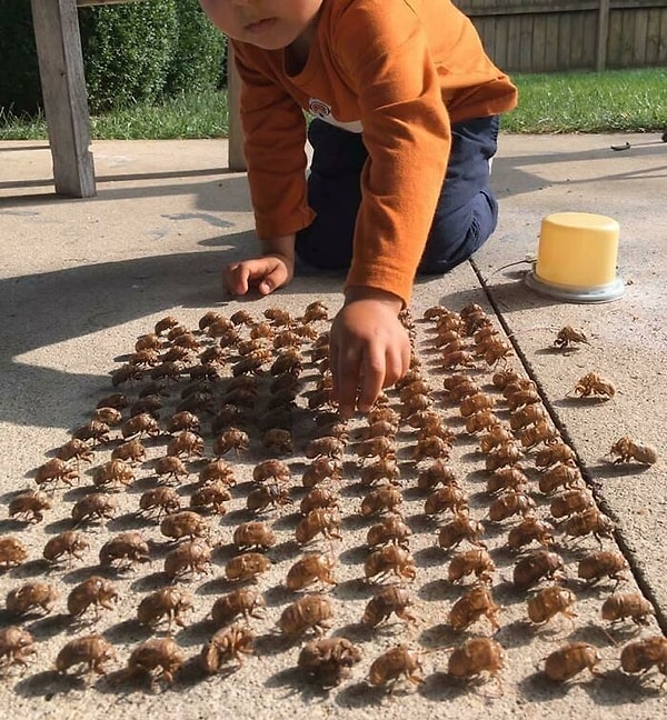 20. Собрал свою маленькую армию из панцирей цикад