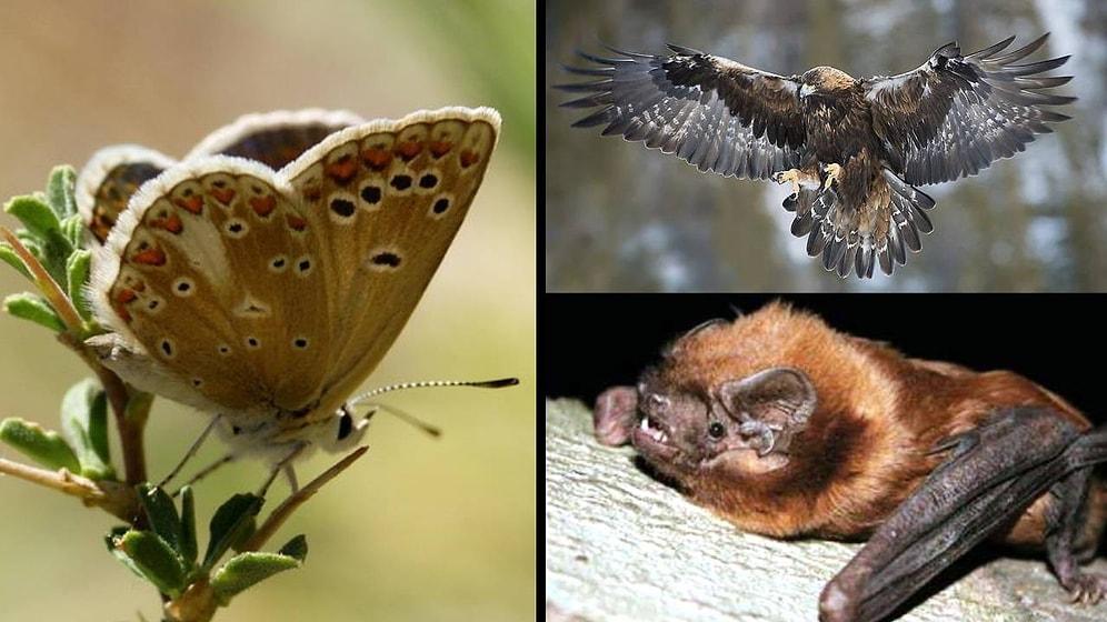 Uludağ’da Yaşadıklarını Bilmediğinize İddiaya Giriyoruz! İşte O 10 Hayvan