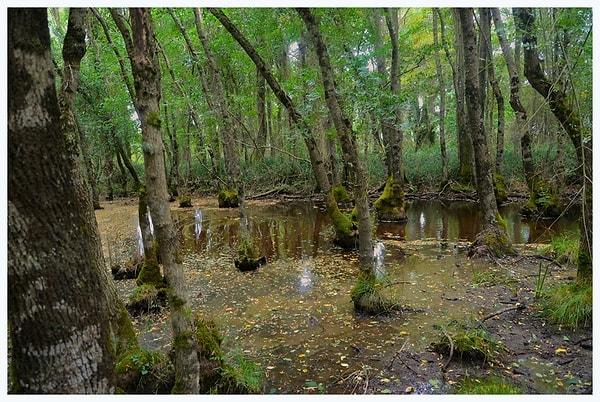 10. İğneada Longoz Ormanları Milli Parkı