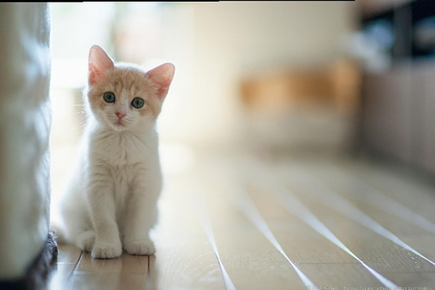 1. Bir kedi gördüğünüzde yavaşça gözlerini kırpıp bunu tekrarlarsa sizden memnun olduğunu anlayabilirsiniz.