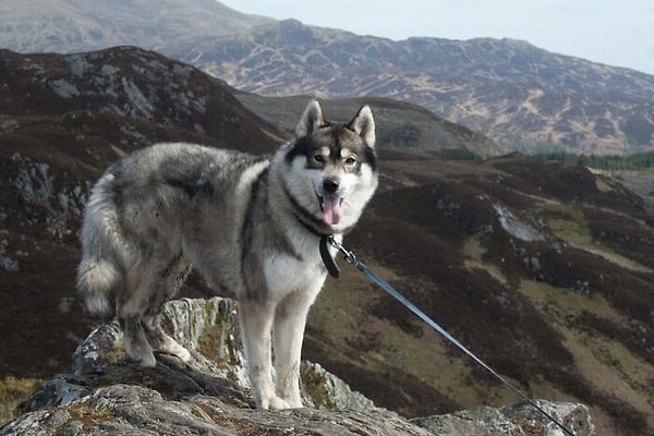 7. Не покупайте собаку только потому, что вам нравится, как она выглядит. К примеру хаски - рабочие собаки. Им нужно много занятий, чтобы быть счастливыми, и они часто становятся агрессивными, если им этого не хватает!