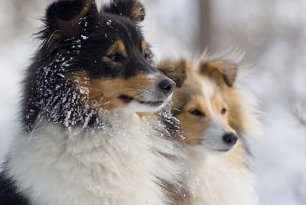 14. Альфы не существует. Вся концепция была основана на ошибочной методологии, когда даже исследователи, написавшие книгу, отреклись от нее. Просто используйте тренировки без применения силы, и вы и ваш питомец будете счастливы от этого