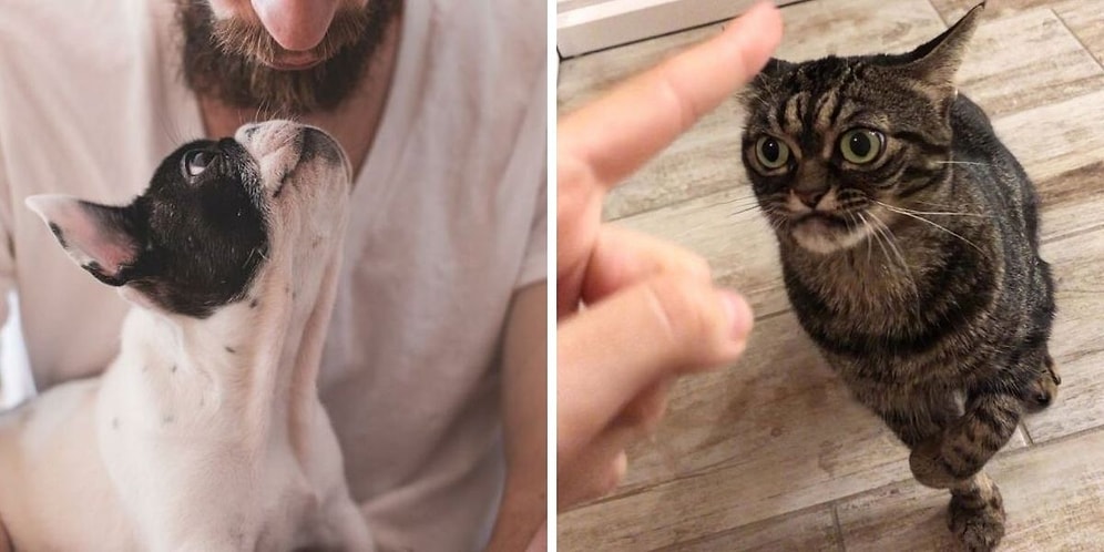 16 ветеринаров делятся фактами, о которых должны знать все владельцы домашних животных