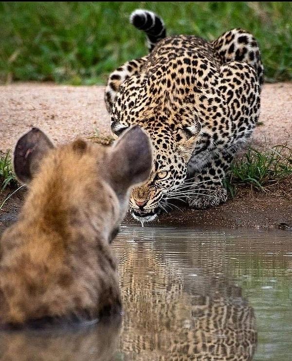 9. Öfkeli bakışlarıyla rakibini korkutan bir leopar: