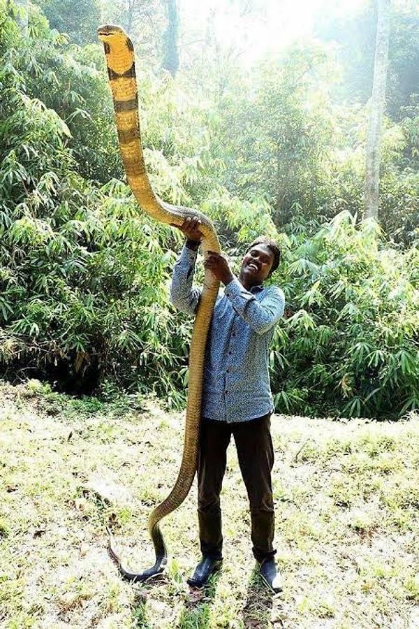 12. Dünyanın en uzun ve zehirli yılanlarından biri olan kral kobra: