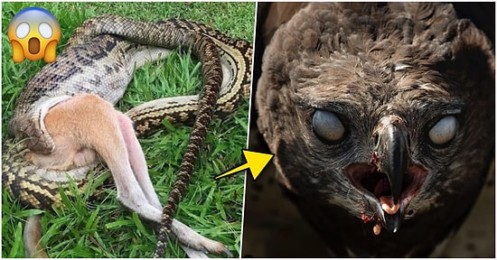 Doğanın Korkutucu Yüzünü İliklerinize Kadar Hissetmenize Sebep Olacak Birbirinden Ürkütücü 15 Yeni Fotoğraf