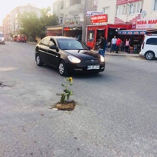 Çukurları protesto etmek için ayçiçeği dikmek mi?