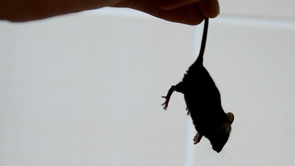 Avustralya'nın Başı Beladan Kurtulmuyor: Fare İstilası Nedeniyle Cezaevi Boşaltıldı