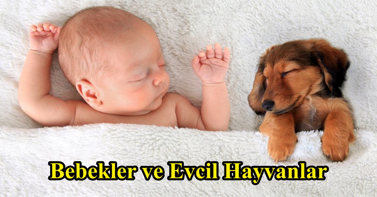 Bebeklerin Evcil Hayvanla Büyümesinin Faydaları - Vimarsana News