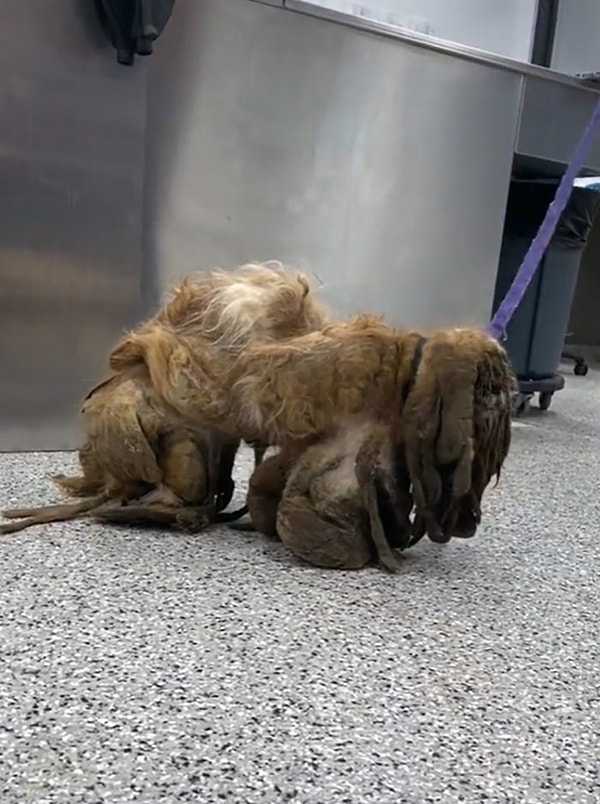 Его спутанный мех сплетался вместе с грязью, образуя комочки по всему телу, которые похожи на дреды. И со всем этим ему пришлось ходить годами