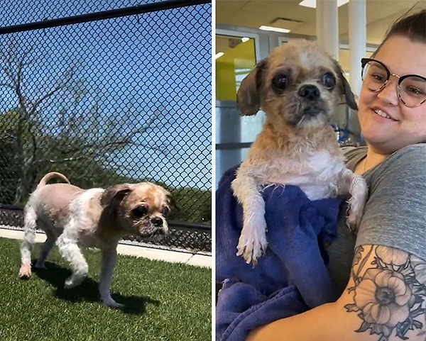 На данный момент Саймон готов начать процесс исцеления и реабилитации, прежде чем он будет отдан в приют