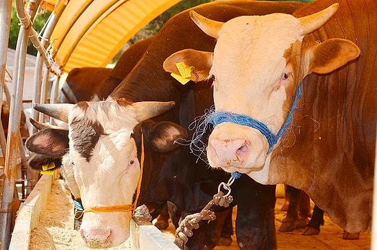 2021 Kurban Bayramı Günleri: Kurban Bayramı Tatili Kaç Gün Olacak?