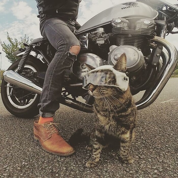 1. Что ж, домашний стиль жизни не по душе этому котику по имени Катод, который путешествует вместе со своим владельцем Реми Викарни