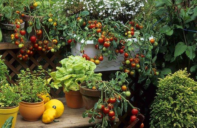 6. Kendi sebzelerini yetiştirmeye başlayabilirsin. Toprakla uğraşmak her zaman iyi gelir.