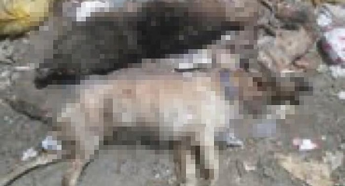 Çanakkale'de 30'a Yakın Kedi ve Köpek Zehirlendi!