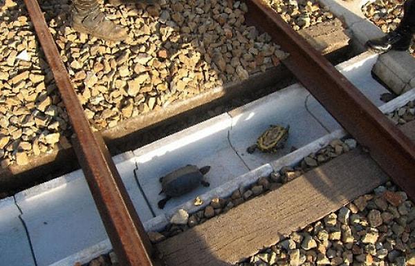 6. Japonya'da bulunan tren yollarında kaplumbağaları korumak için tasarlanmış bir yol bulunuyor.