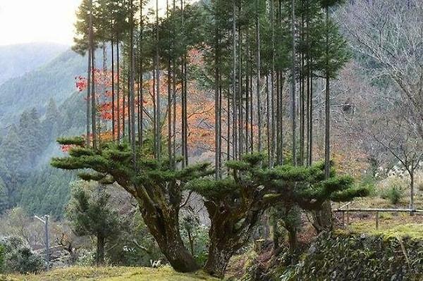 8. Japonlar'ın 14. yüzyıla uzanan eski bir budama yöntemi var. Adı 'Daisugi' olan bu teknik sayesinde ağaçları kesmeden kereste elde edebiliyorlar.