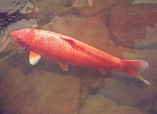 11. Bu gördüğünüz balığın ismi Koi Hanako, kendisi 1751 yılında doğup ve 1977'de ölerek dünyanın en yaşlı balığı ilan edilmiş.