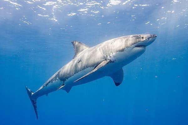 17. Büyük beyaz köpekbalıklarının nerde ve nasıl çiftleştiği hakkında çok az şey biliniyor. Çiftleşen köpek balıkları, bu zamana kadar sadece iki kişi tarafından gözlemlenebildi.