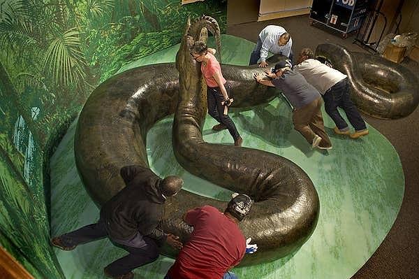 22. Bu fotoğraf, boyutları neredeyse 12 metre uzunluğu ve 907 kilogramı geçen Titanoboa yılanının sahici kopyasına ait.