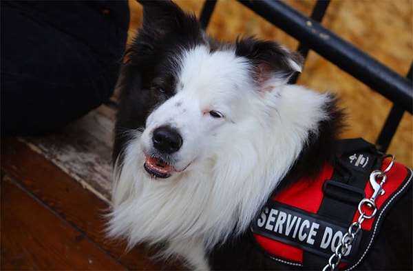 1. Если служебная собака когда-либо приближается к вам без своего хозяина, следуйте за ней и делайте это быстро, потому что потенциально вы можете спасти чью-то жизнь