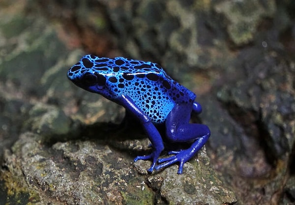 9. Чем красочнее и ярче животное, тем больше вероятность, что оно ядовито, и вам, вероятно, не стоит его есть