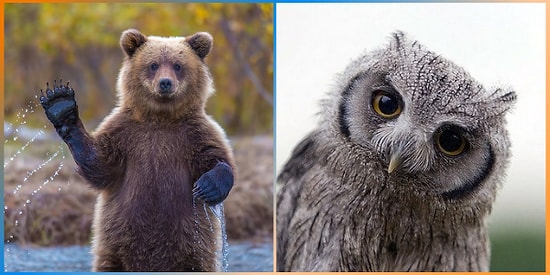 Dünyaya Bir Daha Gelsen Hangi Hayvan Olurdun?