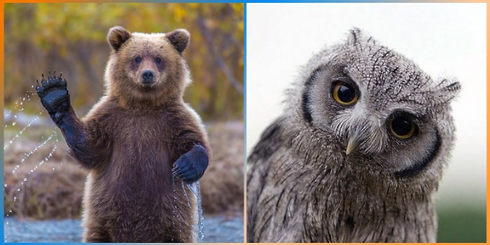 Dünyaya Bir Daha Gelsen Hangi Hayvan Olurdun?