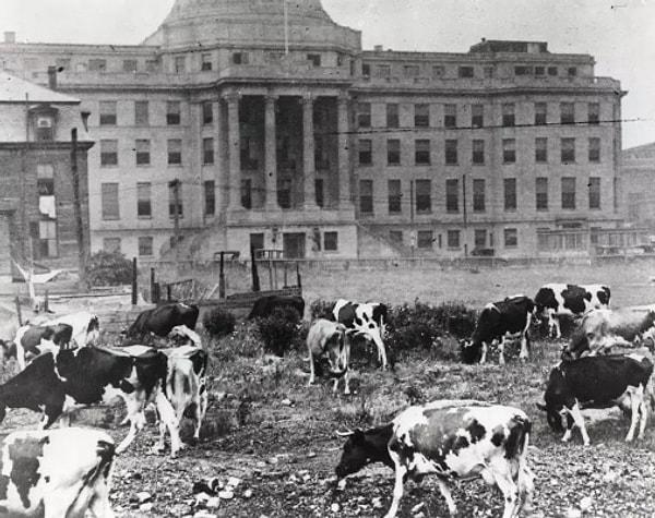 8. Boston Çocuk Hastanesi 1930'lara kadar çocuklara taze süt verebilmek için bahçesinde inek beslemiş.