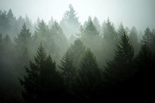 4. Ormanların olmadığı bir dünya düşünülemez...