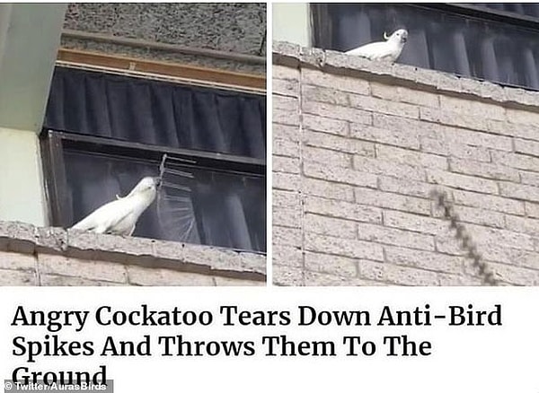 5. Разъяренный какаду вытащил из подоконника набор шипов против птиц и сбросил их вниз.