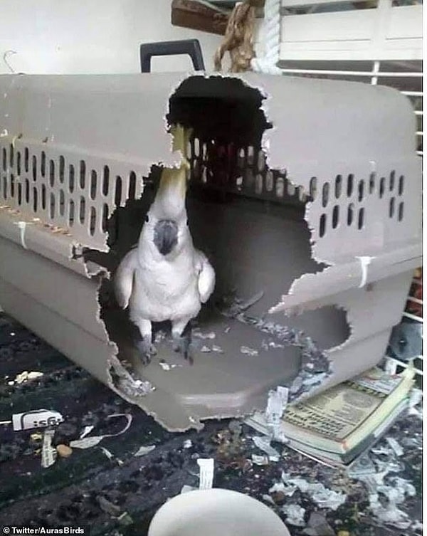 6. Другой непослушный домашний какаду, казалось, был очень недоволен тем, что его посадили в клетку, поэтому решил прогрызть один угол.