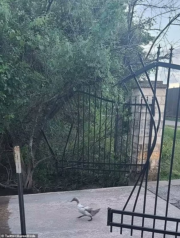 7. Маленькая утка пробегает через изогнутые железные ворота, что создает забавное впечатление, будто он на скорости врезается в них.