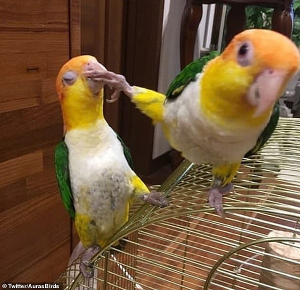 8. А этот попугай устал от болтовни другого.