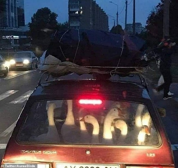 9. Такси на десятерых! На этом странном изображении можно увидеть гусей, которых запихнули на заднее сиденье.