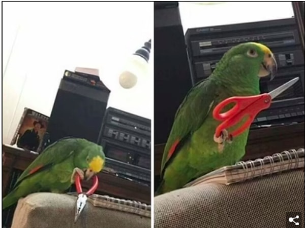 1. Попугай, который умеет пользоваться как плоскогубцами, так и ножницами