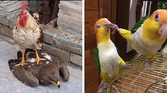 15 птиц, способных напугать до чертиков кого-угодно