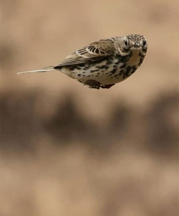 4. Выпендривается