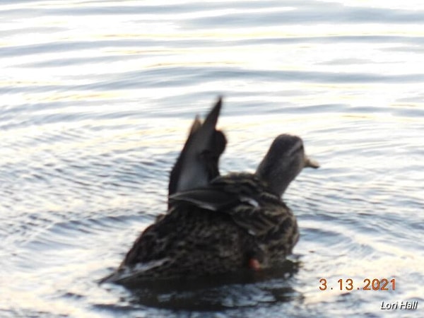 9. Эта утка только что послала меня