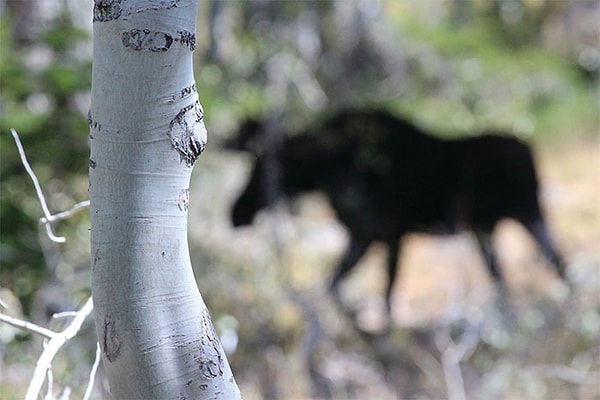 7. Думаю, я действительно запечатлел красивую текстуру коры осинового дерева
